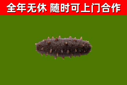 福泉市烟酒回收干海参.jpg